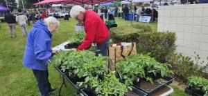 Tomato starter plants offered for a $2 donation