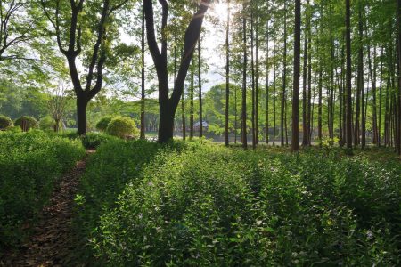 forest pexels-andy-du-2157253060-37814831
